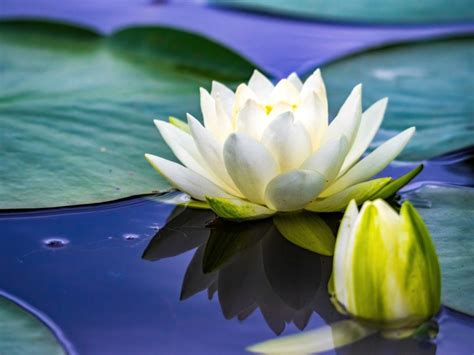 Care of Pond Lily Pads : How to Grow & Maintain Garden Plants.